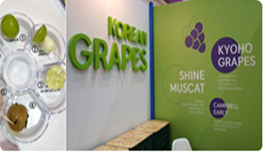 KOREAN GRAPES 전시 시식 샘플과 로고